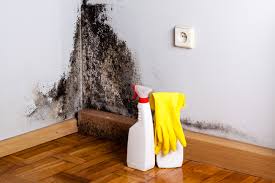 Best Residential Mold Inspection & Testing  in Proctor, VT